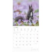 Calendrier 2027 Animaux de la for�t