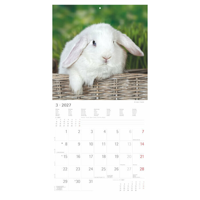 Calendrier mural papier2027 Lapins Nature Mignons