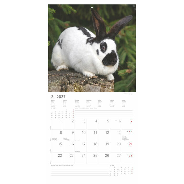 Calendrier 2027 Lapins Nature Mignons
