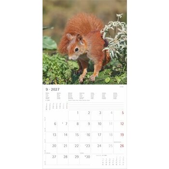 Calendrier 2027 Ecureuils Nature Mignons
