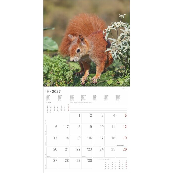 Calendrier mural papier2027 Ecureuils Nature Mignons