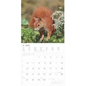 Calendrier mural papier2027 Ecureuils Nature Mignons