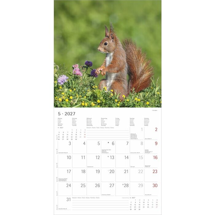 Calendrier 2027 Ecureuils Nature Mignons