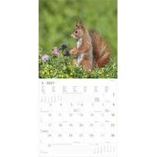 Calendrier 2027 Ecureuils Nature Mignons