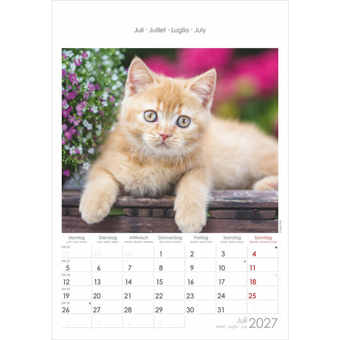 Calendrier Spirale 2027 Chatons de Race