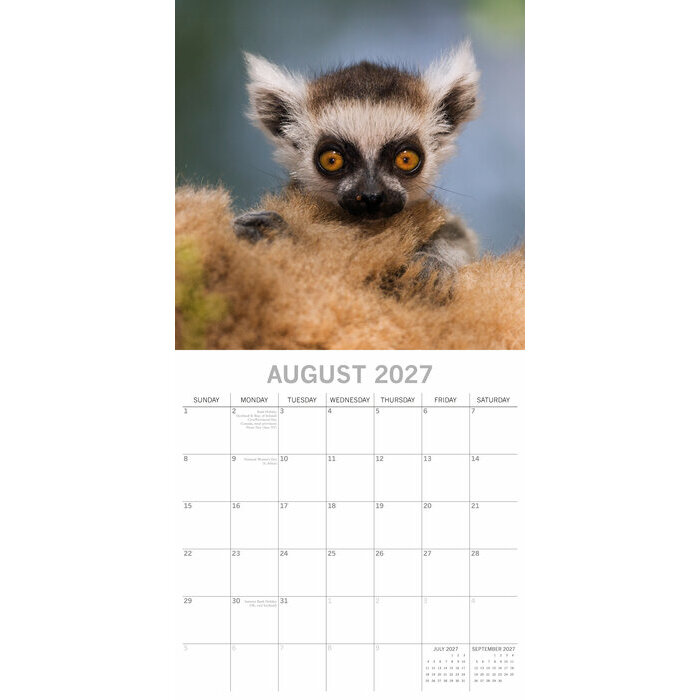 Calendrier 2027 Bébés Animaux Ours Ane Calendrier Mural 2027 Bébés Animaux Ane