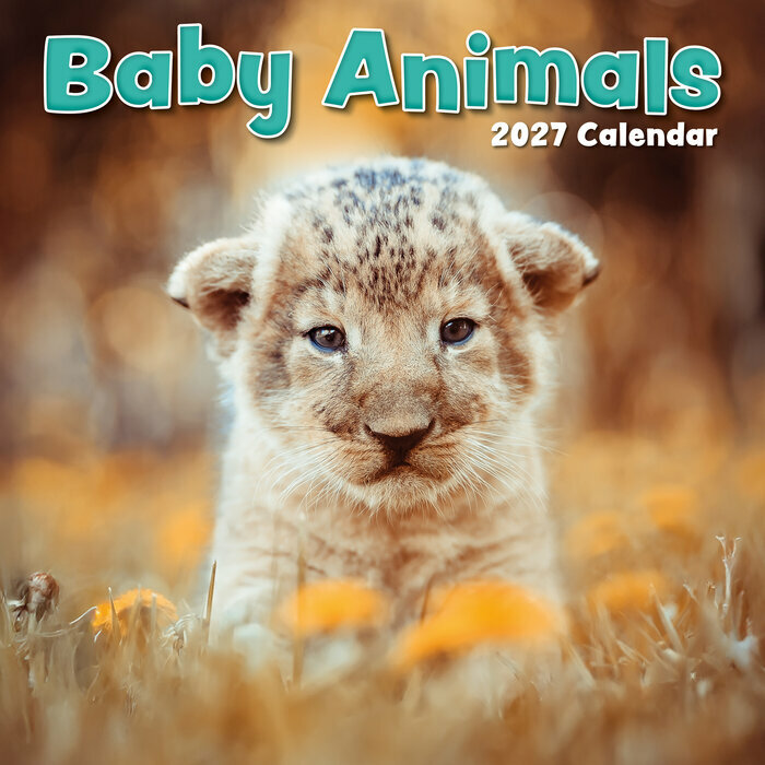 Calendrier 2027 Bébés Animaux Ours Ane Calendrier Mural 2027 Bébés Animaux Ours Ane