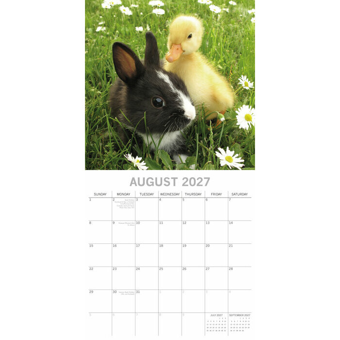 Calendrier Mural 2027 B�b�s Animaux de la Ferme