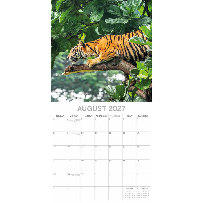 Calendrier Mural 2027 Grands F�lins  Tigre