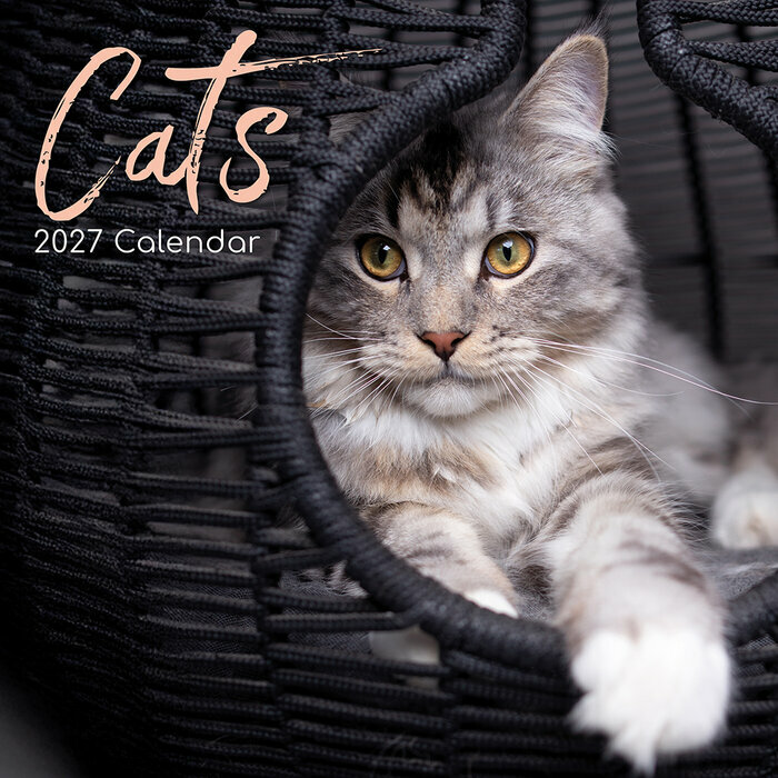 Calendrier 2027 Chats de Race Bengal