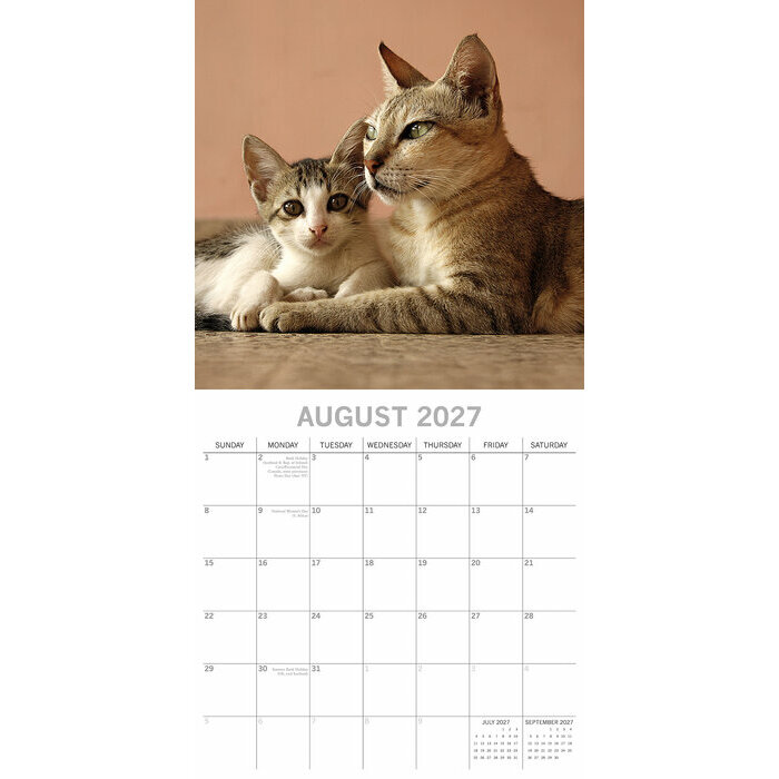 Calendrier Mural 2027 Chats Chatons
