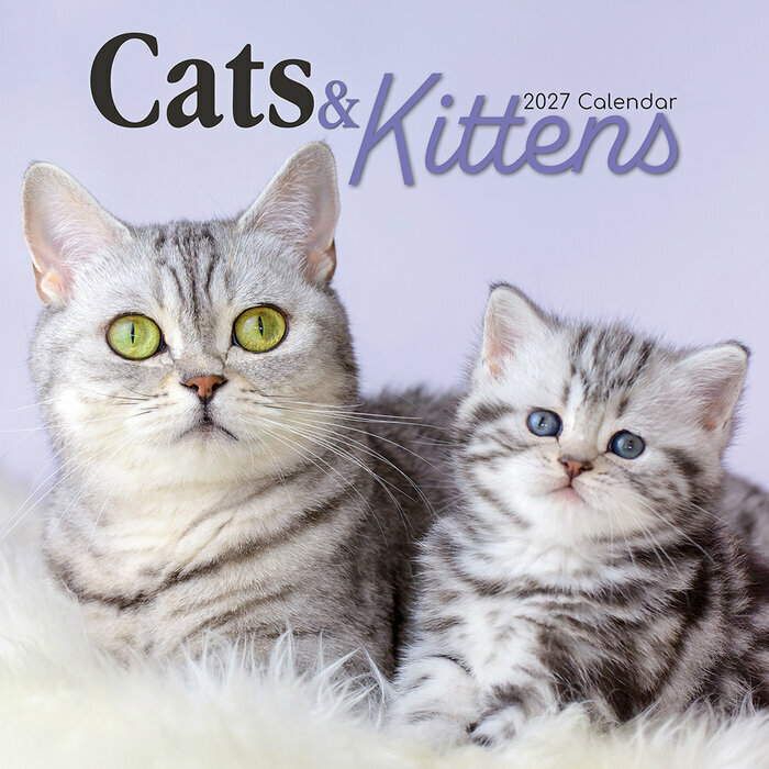 Calendrier Mural 2027 Chats Chatons