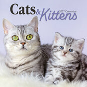 Calendrier Mural 2027 Chats Chatons