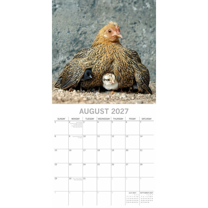 Calendrier 2027 Poules de nos Jardins Calendrier Mural 2027 Poules