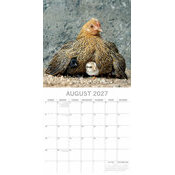 Calendrier 2027 Poules de nos Jardins Calendrier Mural 2027 Poules