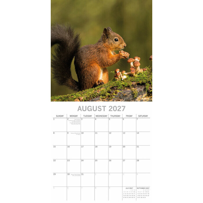 Calendrier  2027 Animaux de For�t et de Campagne