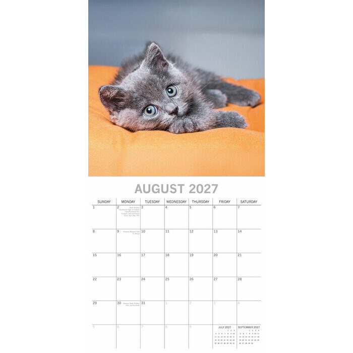 Calendrier 2027 Chatons Mignons Fond Blanc Calendrier Mural 2027 Chatons Fond Blanc