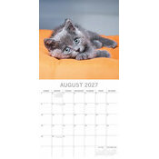 Calendrier 2027 Chatons Mignons Fond Blanc Calendrier Mural 2027 Chatons Fond Blanc