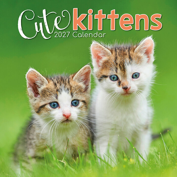 Calendrier 2027 Chatons Mignons Fond Blanc Calendrier Mural 2027 Chatons Mignons Fond Blanc