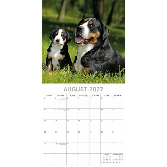 Calendrier 2027 Chiens et chiots Calendrier mural 2027 Chiens et chiots Berger Blanc