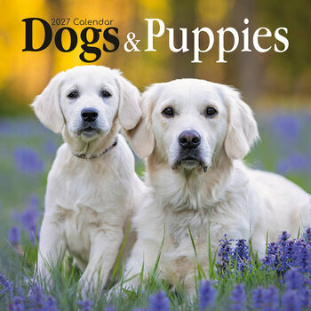 Calendrier 2027 Chiens et chiots