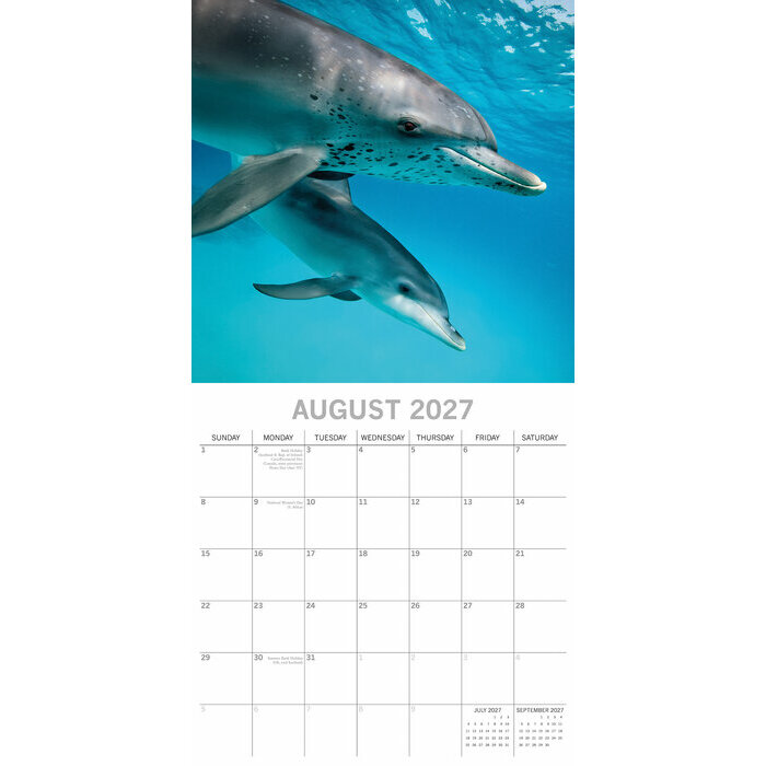 Calendrier 2027 Animaux Marins Dauphins Calendrier Papier 2027 Animaux Dauphins