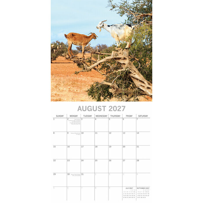 Calendrier 2027 Chèvres dans les arbres Calendrier papier 2027 Chèvres dans les arbres