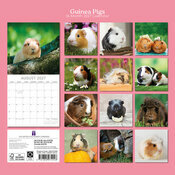 Calendrier 2027 Nacs Cochon d'Inde Calendrier Mural 2027 Nacs Cochon d'Inde