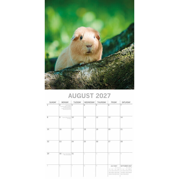 Calendrier 2027 Nacs Cochon d'Inde Calendrier Papier 2027 Cochon d'Inde