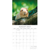 Calendrier 2027 Nacs Cochon d'Inde Calendrier Papier 2027 Cochon d'Inde
