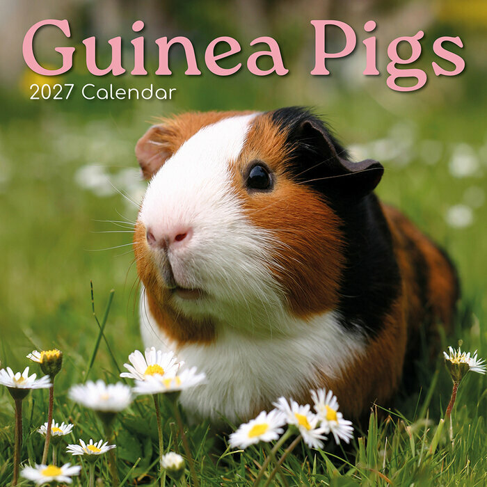 Calendrier 2027 Nacs Cochon d'Inde Calendrier Papier 2027 Nacs Cochon d'Inde