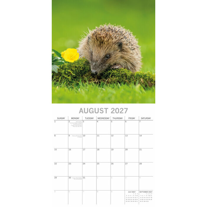 Calendrier Papier 2027 H�rissons de nos Jardins
