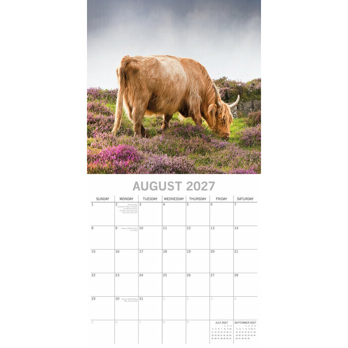 Calendrier 2027 Vaches des Highlands