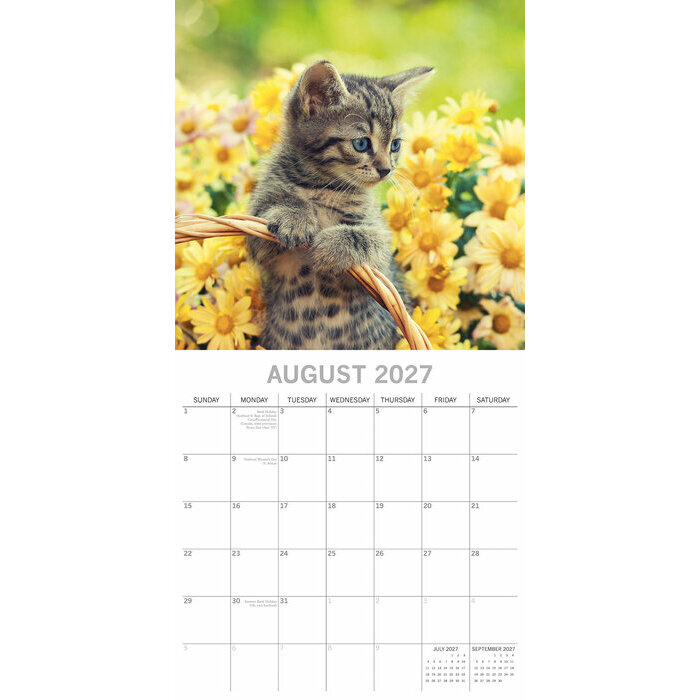 Calendrier 2027 Chatons Love Love Calendrier Mural 2027 Chatons Fond Blanc