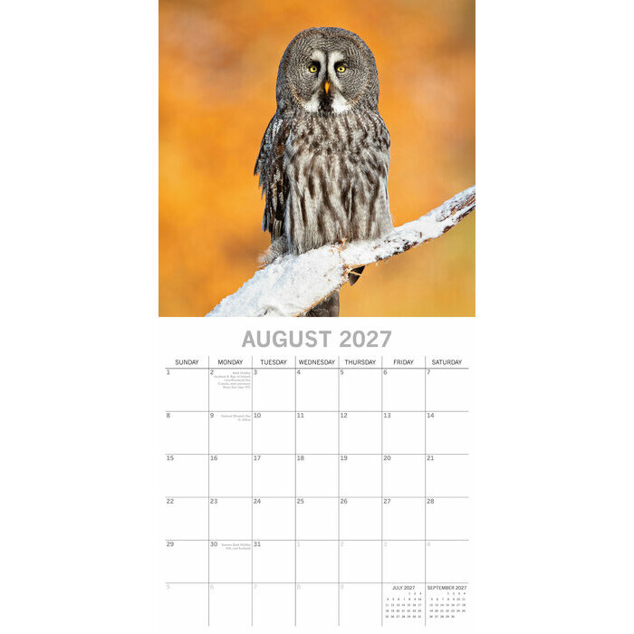 Calendrier Papier 2027 Chouettes Majestueuses
