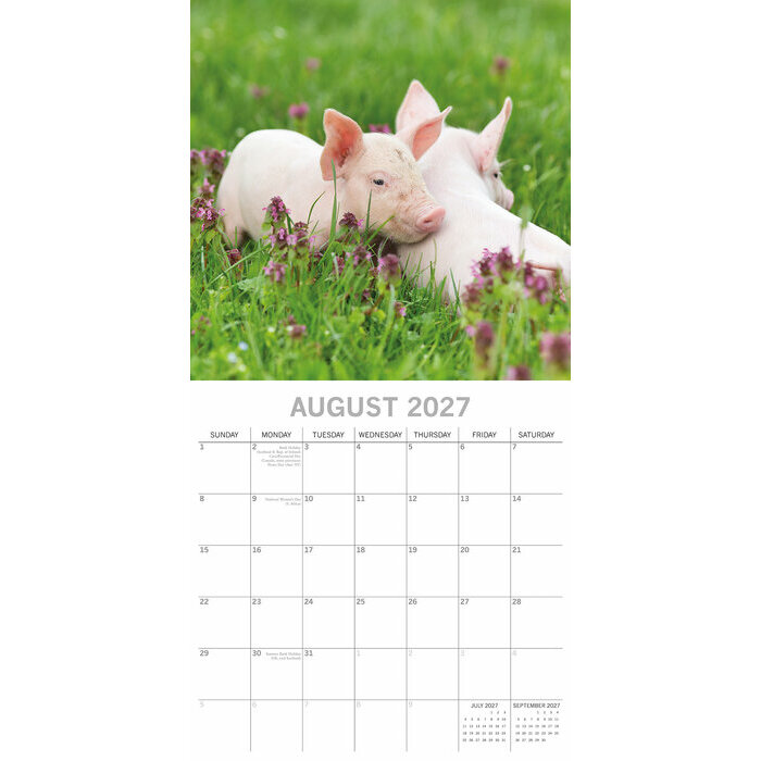 Calendrier Mural 2027 Ferme et Cochons Cochon Noir