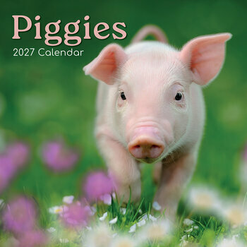 Calendrier 2027 Ferme et Cochons