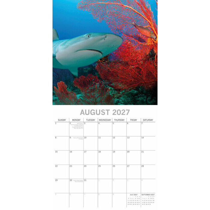Calendrier 2027 Requins Squales Calendrier papier 2027 Requins Squales