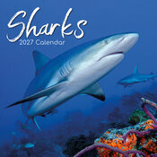 Calendrier 2027 Requins Squales Calendrier Mural 2027 Requins Squales