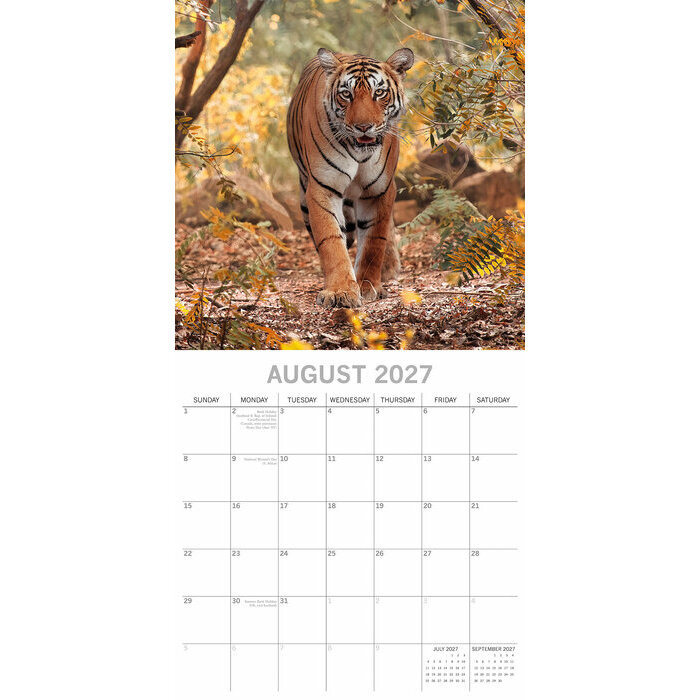 Calendrier 2027 Tigre Félins Calendrier papier 2027 Tigre Félins