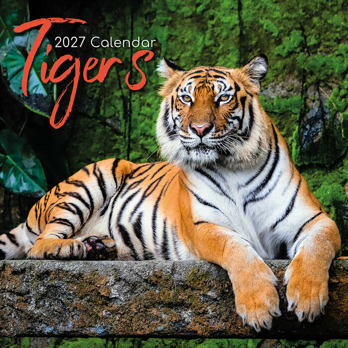 Calendrier 2027 Tigre Félins Calendrier Mural 2027 Tigre Félins