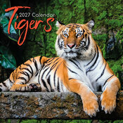 Calendrier 2027 Tigre Félins Calendrier Mural 2027 Tigre Félins