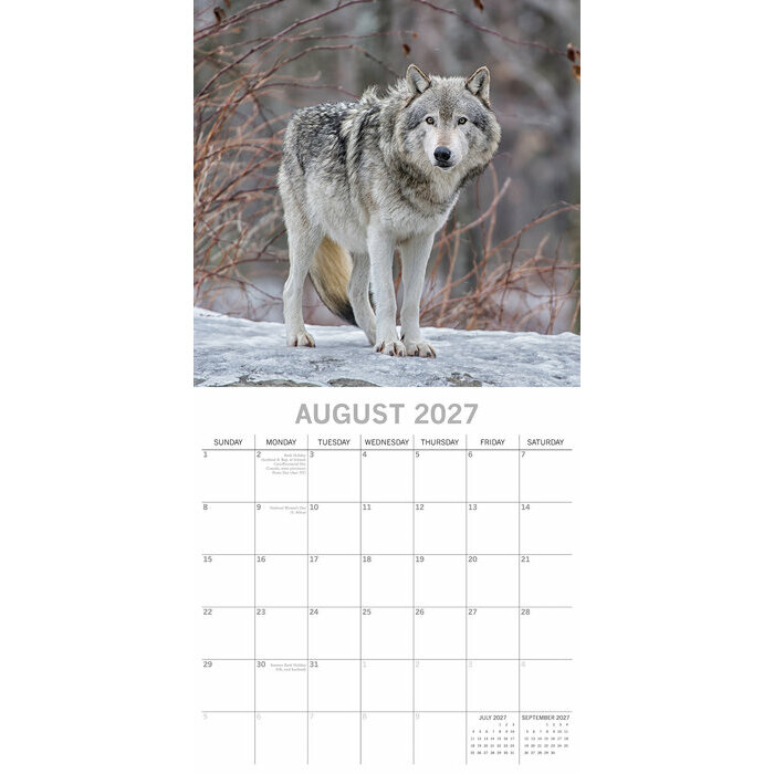 Calendrier papier 2027 Loups Louveteau