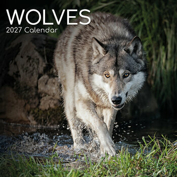 Calendrier 2027 Loups Louveteau
