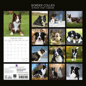 Calendrier 2027 Chien Border Collie Calendrier 2027 Chien Border Collie