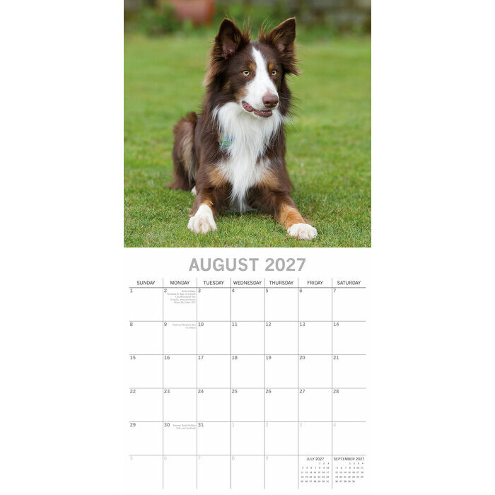 Calendrier 2027 Chien Border Collie Calendrier papier 2027 Chien Border Collie