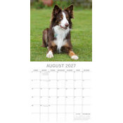 Calendrier 2027 Chien Border Collie Calendrier papier 2027 Chien Border Collie