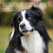 Calendrier 2027 Chien Border Collie Calendrier Mural 2027 Chien Border Collie