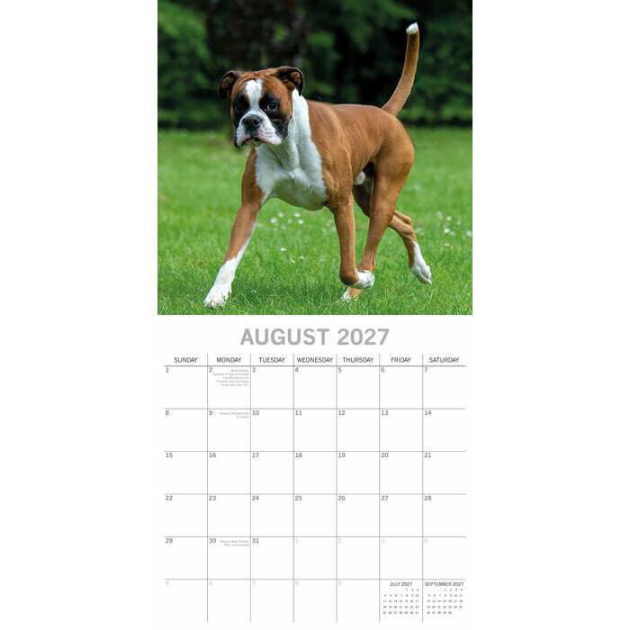 Calendrier papier 2027 Chien Boxer