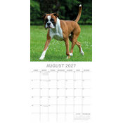 Calendrier papier 2027 Chien Boxer